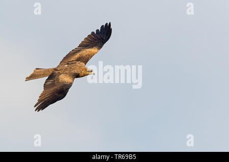 Schwarze Drachen, Yellow-billed Kite (MILVUS MIGRANS), im Flug in den Himmel, Israel Stockfoto