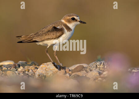 Seeregenpfeifer (Charadrius alexandrinus), sitzend auf steinigem Boden, Seitenansicht, Griechenland, Lesbos Stockfoto