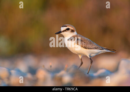 Seeregenpfeifer (Charadrius alexandrinus), auf dem Boden sitzend, Seitenansicht, Griechenland, Lesbos Stockfoto