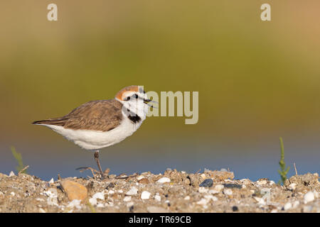 Seeregenpfeifer (Charadrius alexandrinus), Sitzen mit offenen Wechsel auf dem Boden, Seitenansicht, Griechenland, Lesbos Stockfoto