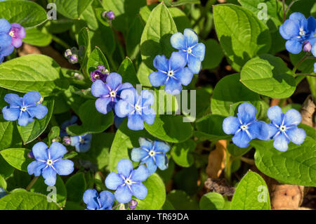 Navelwort, Blue-eyed Mary (Omphalodes verna), blühende, Deutschland, Bayern, Oberbayern, Oberbayern Stockfoto