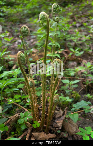 Männlicher Farn, Wurm Farn (Dryopteris filix-mas), lef-Entwicklung in einem Frühlingswald, Deutschland, Bayern, Oberbayern, Oberbayern Stockfoto