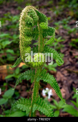 Männlicher Farn, Wurm Farn (Dryopteris filix-mas), lef-Entwicklung in einem Frühlingswald, Deutschland, Bayern, Oberbayern, Oberbayern Stockfoto