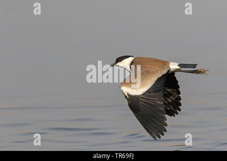 Sporn - winged plover (Vanellus spinosus, Hoplopterus Spinosus), Fliegen über Wasser, Israel Stockfoto