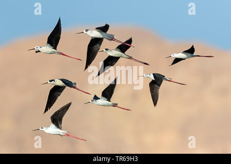 Schwarz - geflügelte Stelzenläufer (Himantopus himantopus), Fliegende Gruppe, Israel Stockfoto