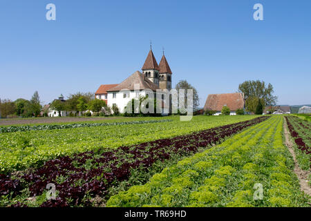 Salat Feld auf der Insel Reichenau, Deutschland, Baden-Wuerttemberg, Reichenau Stockfoto