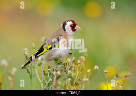 Eurasischen Stieglitz (Carduelis carduelis), auf eine Pflanze, Fütterung, Griechenland sitzen, Lesbos Stockfoto