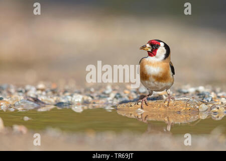 Eurasischen Stieglitz (Carduelis carduelis), am Wasser sitzen, Lesbos, Griechenland Stockfoto