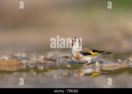 Eurasischen Stieglitz (Carduelis carduelis), am Wasser sitzen, trinken, Griechenland Lesbos Stockfoto