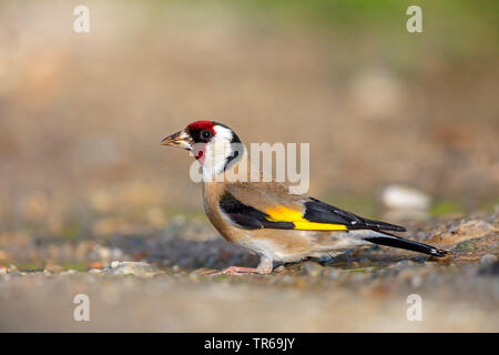 Eurasischen Stieglitz (Carduelis carduelis), am Wasser sitzen, trinken, Griechenland Lesbos Stockfoto