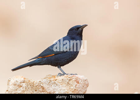 Der trisram Starling (Onychognathus tristramii), auf einem Stein saß, Israel Stockfoto