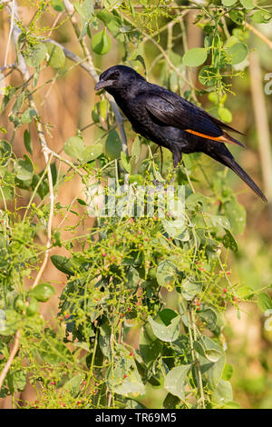 Der trisram Starling (Onychognathus tristramii), Fütterung mit roten Beeren, Israel Stockfoto