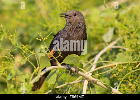 Der trisram Starling (Onychognathus tristramii), Fütterung mit roten Beeren, Israel Stockfoto