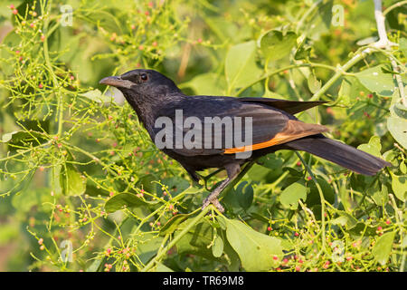 Der trisram Starling (Onychognathus tristramii), Fütterung mit roten Beeren, Israel Stockfoto