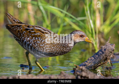 Tüpfelsumpfhuhn (porzana Porzana), searchong für Lebensmittel in Wasser, Griechenland, Lesbos Stockfoto