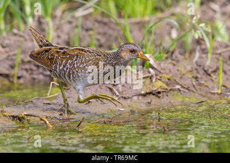 Tüpfelsumpfhuhn (porzana Porzana), searchong für Lebensmittel in Wasser, Griechenland, Lesbos Stockfoto