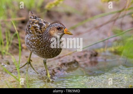 Tüpfelsumpfhuhn (porzana Porzana), searchong für Lebensmittel in Wasser, Griechenland, Lesbos Stockfoto