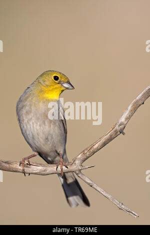 Cinereous Bunting (Emberiza cineracea), auf einem Zweig sitzend, Lesbos, Griechenland Stockfoto