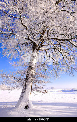 Eiche (Quercus spec.), Eiche mit Rauhreif, Deutschland, Niedersachsen Stockfoto