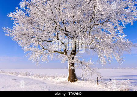 Eiche (Quercus spec.), Eiche mit Rauhreif, Deutschland, Niedersachsen Stockfoto