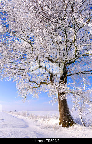 Eiche (Quercus spec.), Eiche mit Rauhreif, Deutschland, Niedersachsen Stockfoto