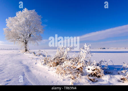 Eiche (Quercus spec.), Eiche mit Rauhreif, Deutschland, Niedersachsen Stockfoto