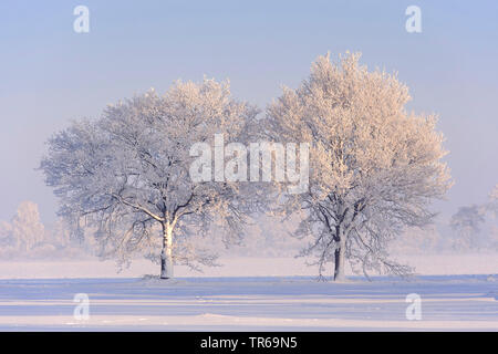 Eiche (Quercus spec.), Eichen mit Rauhreif, Deutschland, Niedersachsen Stockfoto