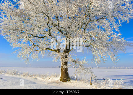 Eiche (Quercus spec.), Eiche mit Rauhreif, Deutschland, Niedersachsen Stockfoto