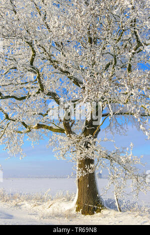 Eiche (Quercus spec.), Eiche mit Rauhreif, Deutschland, Niedersachsen Stockfoto