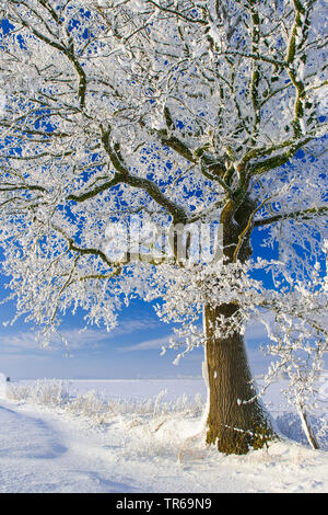 Eiche (Quercus spec.), Eiche mit Rauhreif, Deutschland, Niedersachsen Stockfoto