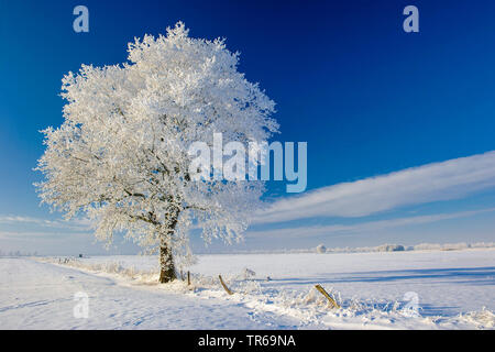 Eiche (Quercus spec.), Eiche mit Rauhreif, Deutschland, Niedersachsen Stockfoto