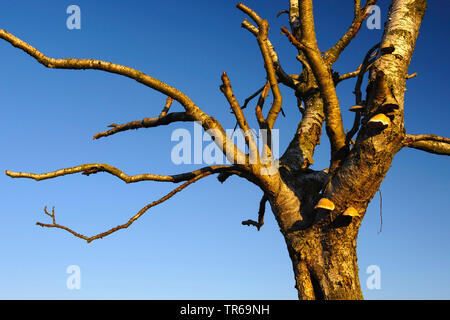 Moor-birke (Betula pubescens), toten Birke, Deutschland, Niedersachsen, Diepholzer Moorniederung Stockfoto