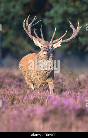 Red Deer (Cervus elaphus), schlammigen Hirsch in blühende Heide, Niederlande, Gelderland, Nationalpark De Hoge Veluwe, Hoenderloo Stockfoto
