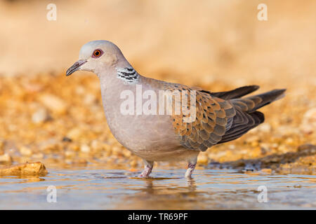 Collared dove (Streptopelia decaocto), stehend im Wasser, Israel Stockfoto