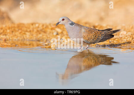 Collared dove (Streptopelia decaocto), stehend im Wasser, Israel Stockfoto