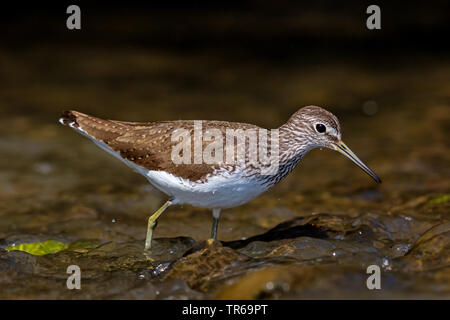 Green sandpiper (Tringa ochropus), in Wasser, Griechenland, Lesbos Stockfoto