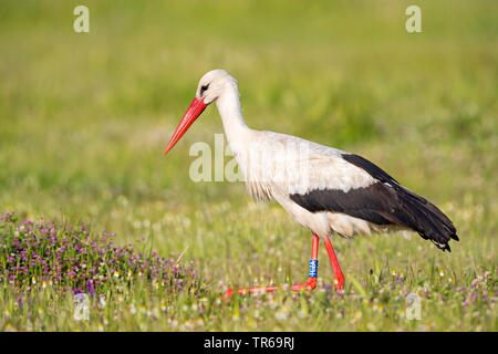 Weißstorch (Ciconia ciconia), Wandern in einer Wiese, Seitenansicht, Griechenland, Lesbos Stockfoto