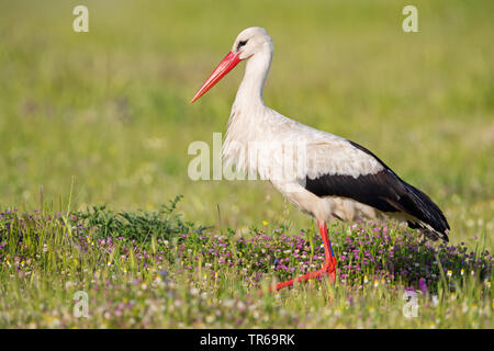 Weißstorch (Ciconia ciconia), Wandern in einer Wiese, Seitenansicht, Griechenland, Lesbos Stockfoto