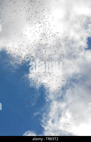 Weißstorch (Ciconia ciconia), fliegende Herde in den Himmel, Ansicht von unten, Israel Stockfoto