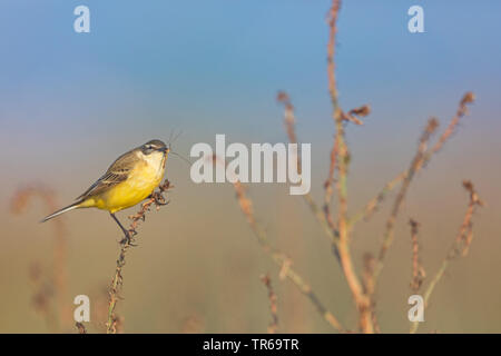 Blue-headed Wagtail, Schafstelze (Motacilla flava Flava), sitzend auf einer Anlage mit Beute im Schnabel, Griechenland, Lesbos Stockfoto