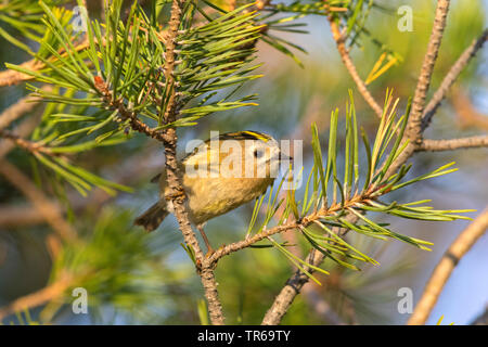 (Goldcrest Regulus Regulus), sitzend auf einem mit Pinien, Schweden, Falsterbo Stockfoto