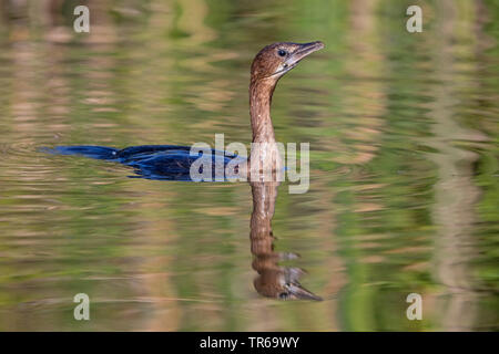 Pygmy cormorant (Phalacrocorax pygmeus), zu Wasser, Griechenland, Lesbos Stockfoto