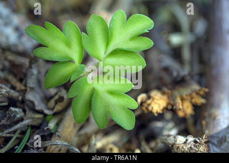 Moschatel, fünf - konfrontiert, Bischof, Hollowroot Muskroot, Rathaus, Rathaus, Knötchenförmige crowfoot (Adoxa moschatellina), Einflügelig, Deutschland, Bayern, Oberbayern, Oberbayern Stockfoto