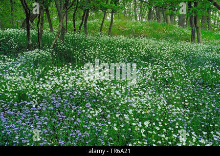 Easterbell starwort, größere Sternmiere (Stellaria holostea), Feder Holz mit starort und Vergissmeinnicht, Deutschland, Rheinland-Pfalz, Eifel Stockfoto