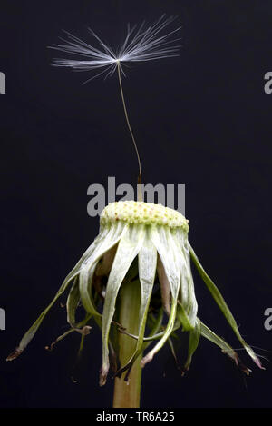 Gemeinsame Löwenzahn (Taraxacum officinale), einzelne Früchte auf einem infructescence, Deutschland, Bayern, Oberbayern, Oberbayern Stockfoto