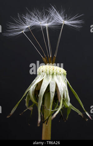 Gemeinsame Löwenzahn (Taraxacum officinale), mehrere Früchte auf einem infructescence, Deutschland, Bayern, Oberbayern, Oberbayern Stockfoto