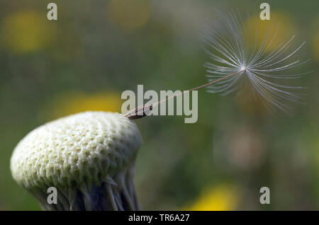 Gemeinsame Löwenzahn (Taraxacum officinale), einzelne Früchte auf einem infructescence, Deutschland, Bayern, Oberbayern, Oberbayern Stockfoto