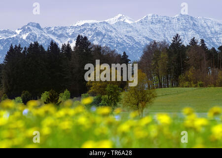 Landschaft mit gelben Blüten und schneebedeckten Ammergauer Alpen im Hintergrund, Deutschland, Bayern, Oberbayern, Oberbayern Stockfoto