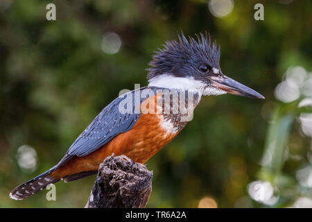 Beringt Kingfisher (Megaceryle torquata), sitzend auf einem Zweig, Brasilien, Pantanal, Pantanal Matogrossense Nationalpark Stockfoto