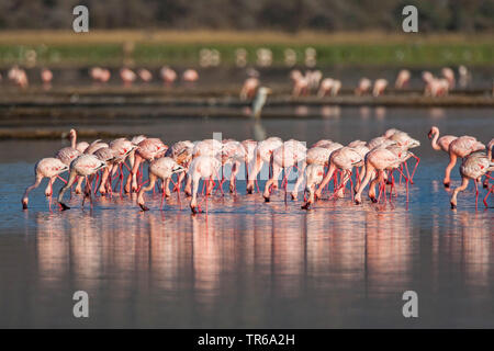 Mehr Flamingo (Phoenicopterus roseus, Phoenicopterus ruber Roseus), Gruppe Ernährung an der Unterseite des seichten Wasser, Kenia, Lake Nakuru National Park Stockfoto